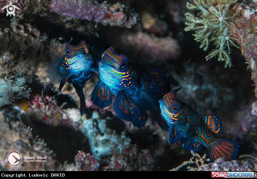 A Mandarin Fish