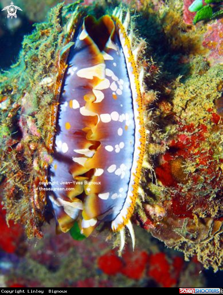 A Giant Clam Mauritius 12 m