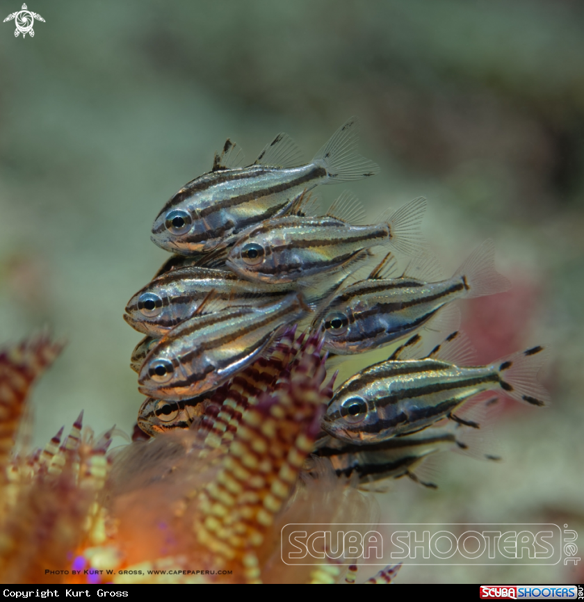 A Tubed Siphonfish, Cardinal Fish