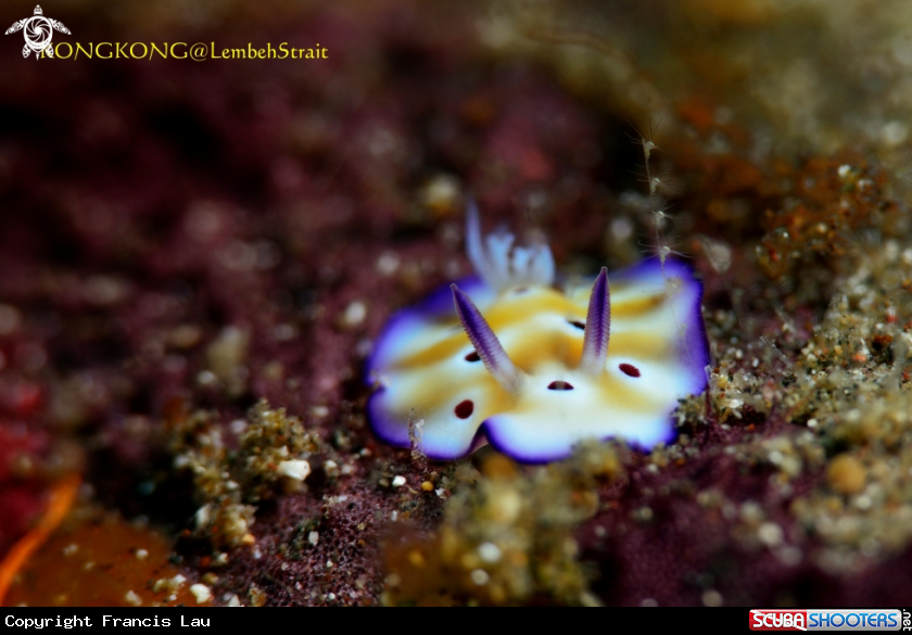 A Nudibranch