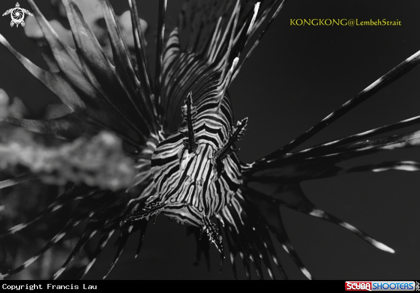 A Lion fish