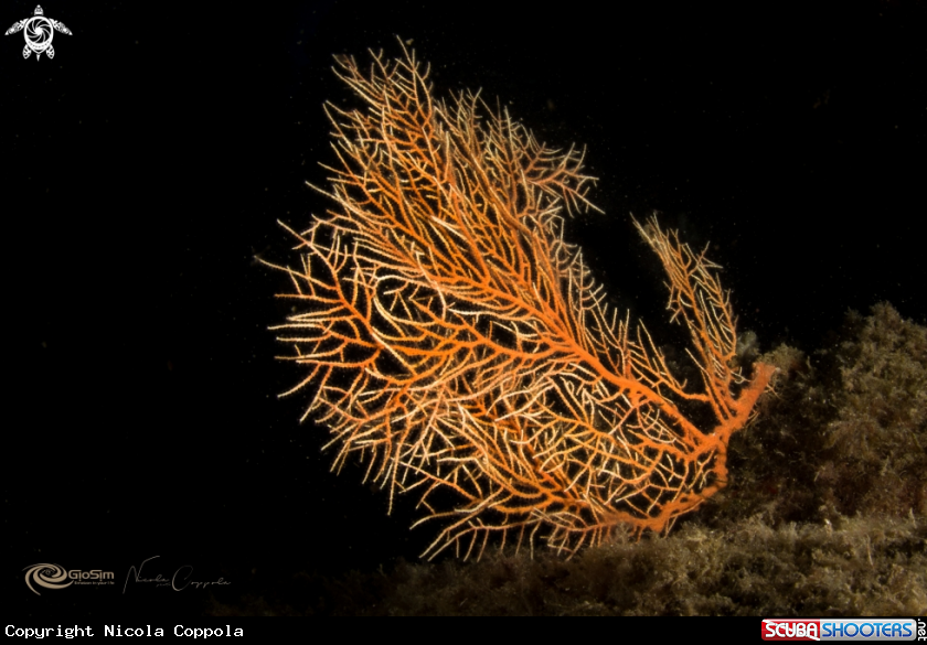 A leptogorgia