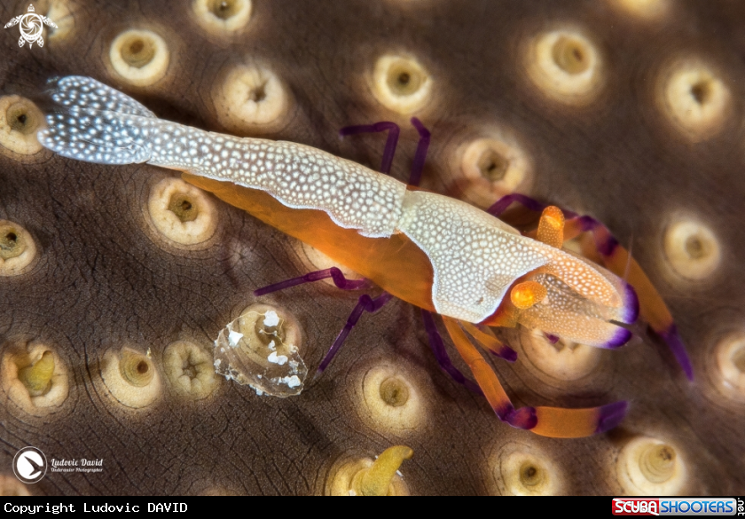 A Emperor Shrimp
