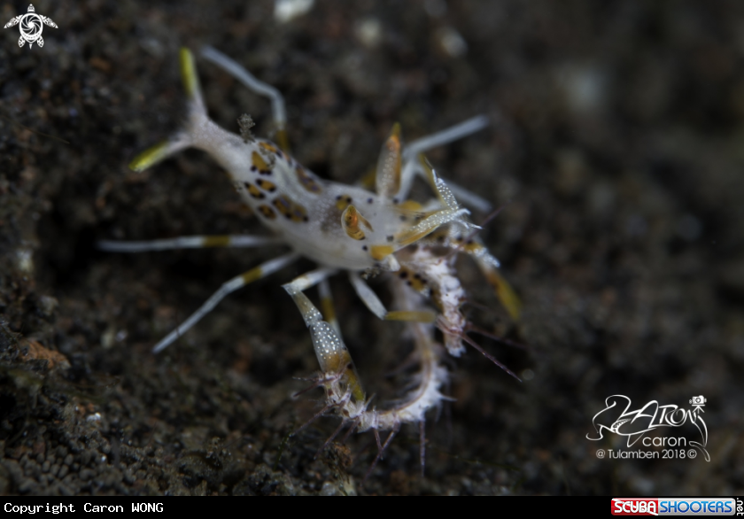A Tiger Shrimp