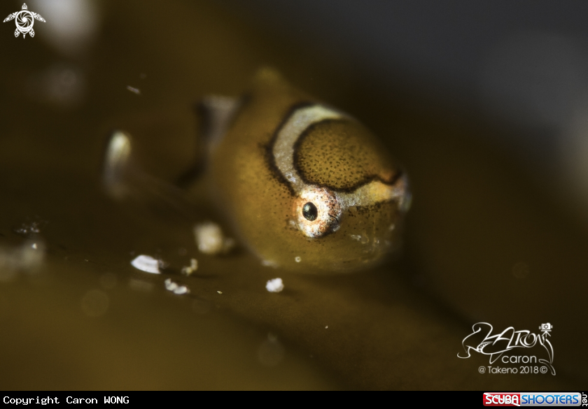 A Japanese Lumpfish