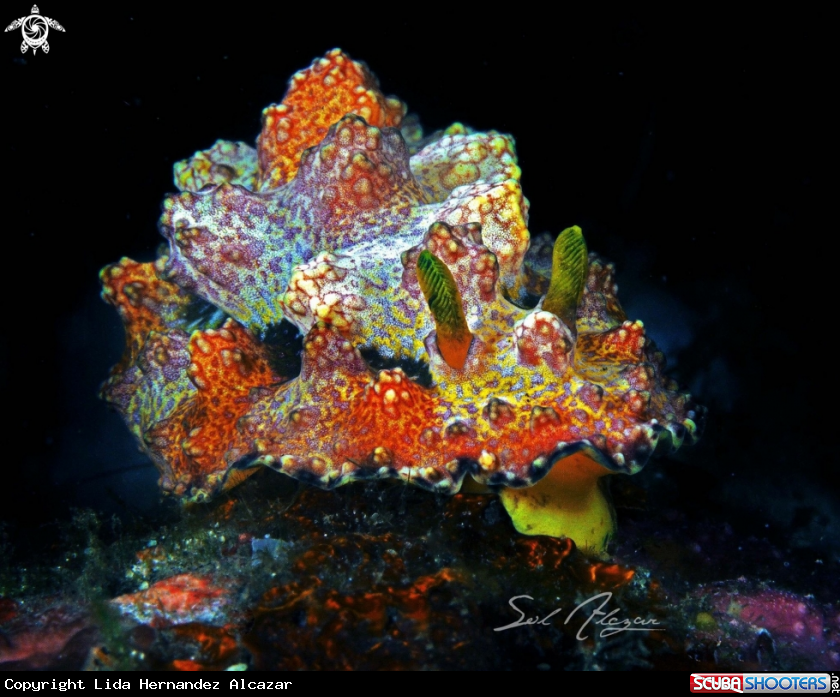 A Phyllidiopsis cardinalis