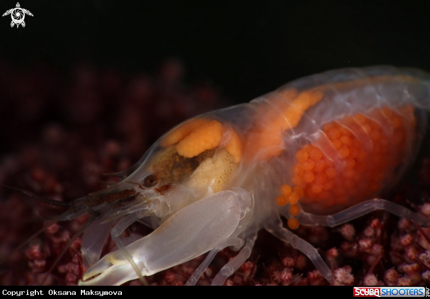 A Snapping shrimp  (Synalpheus neomeris) with eggs