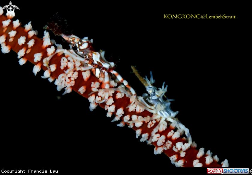 A Xeno Crab