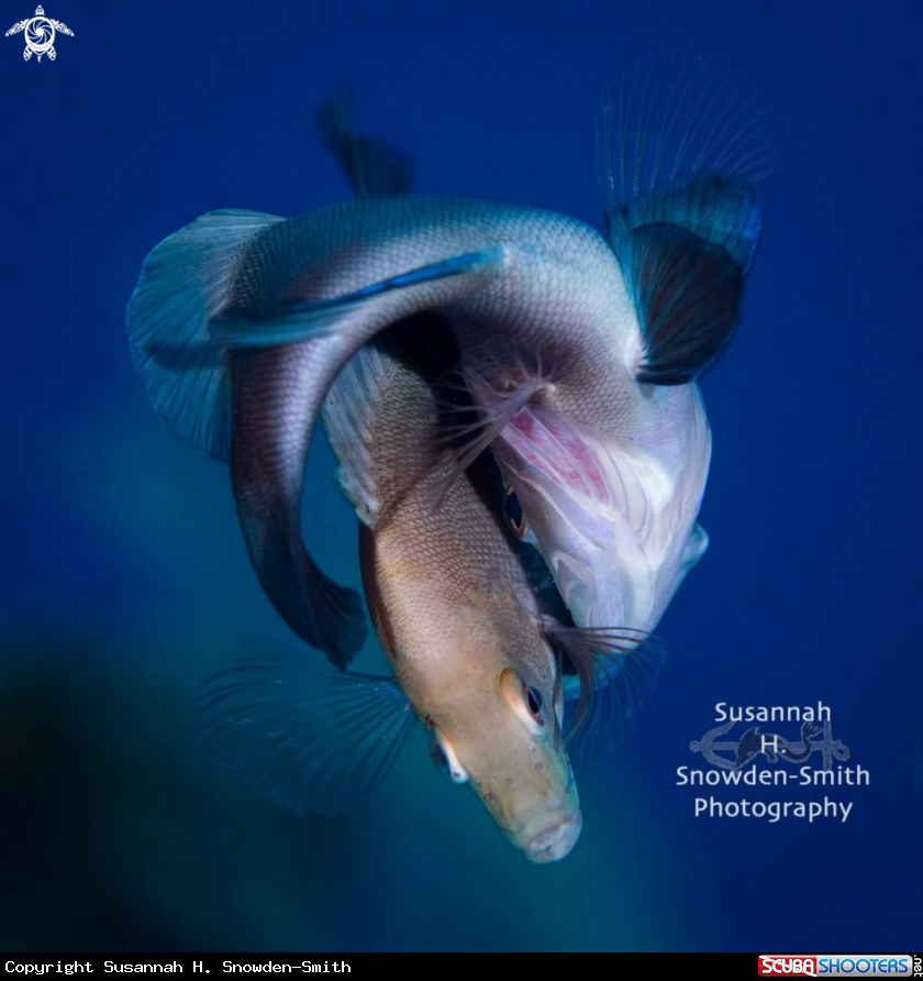 A Spawning Hamlets