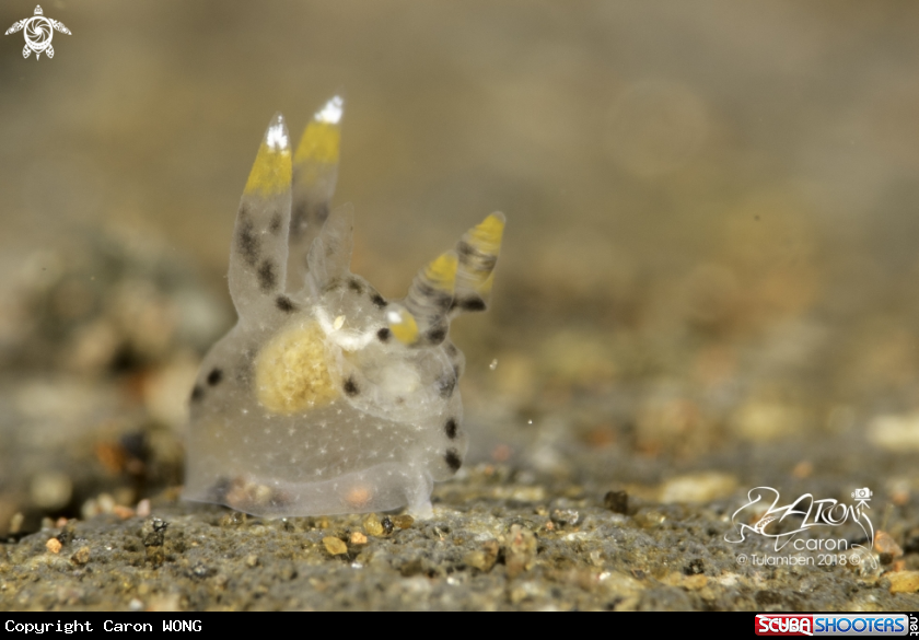 A Pikachu Nudibranch