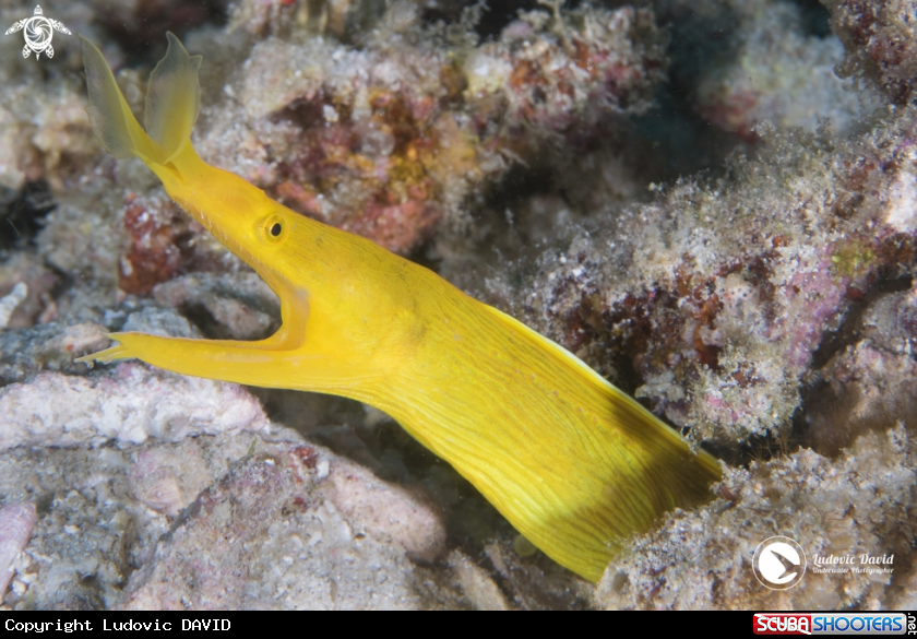 A Ribbon Eel