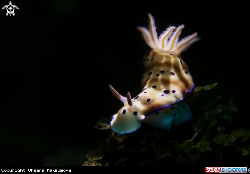 A Nudibranch Hypselodoris tryoni