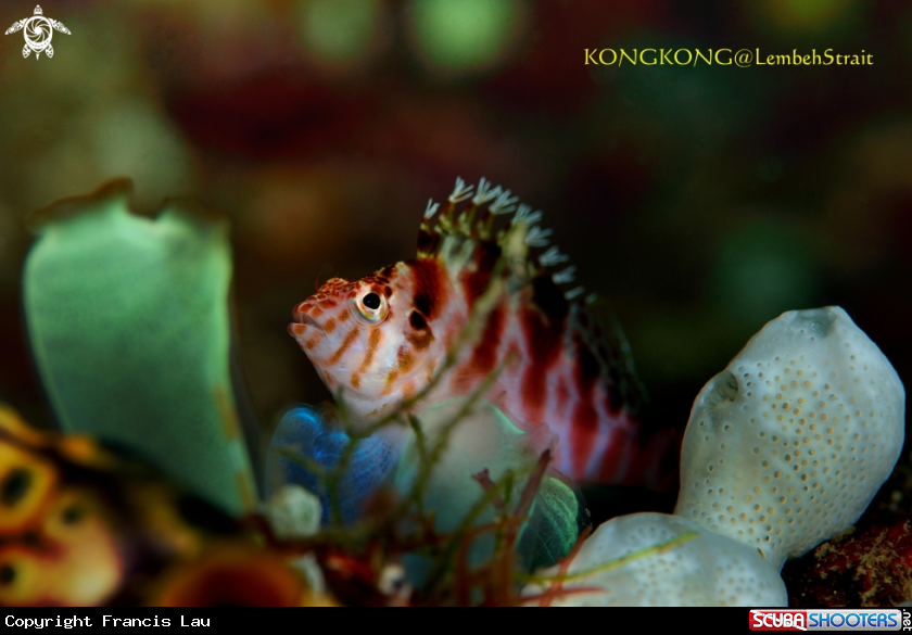 A Dwarf Hawkfish