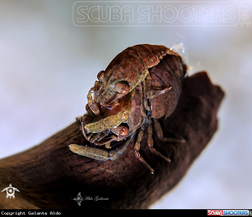A Commensal Shrimp