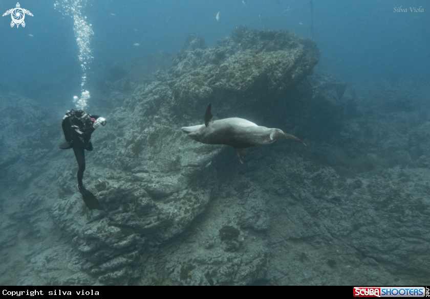 A Bottlenose Dolphin