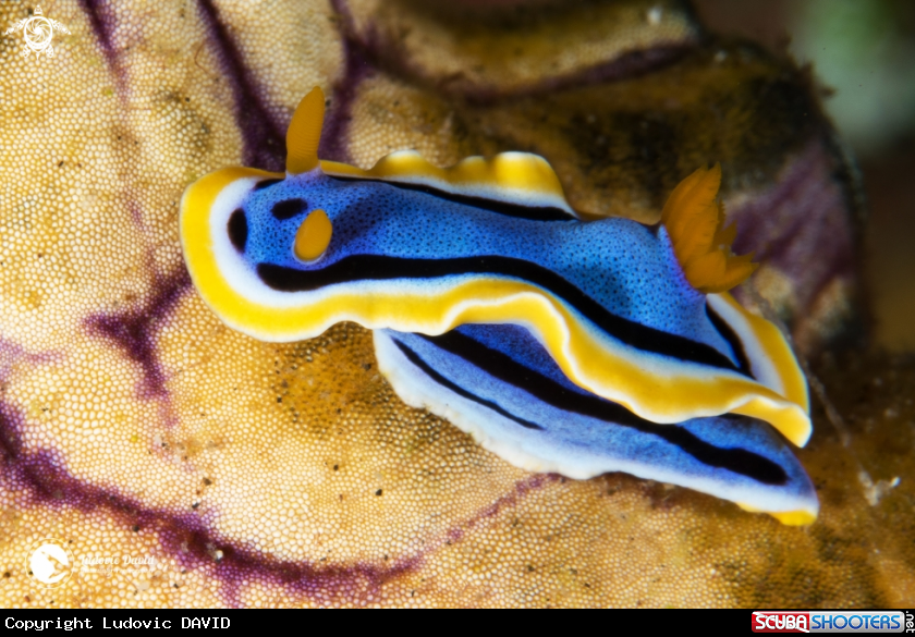 A Anna's Chromodoris Nudibranch