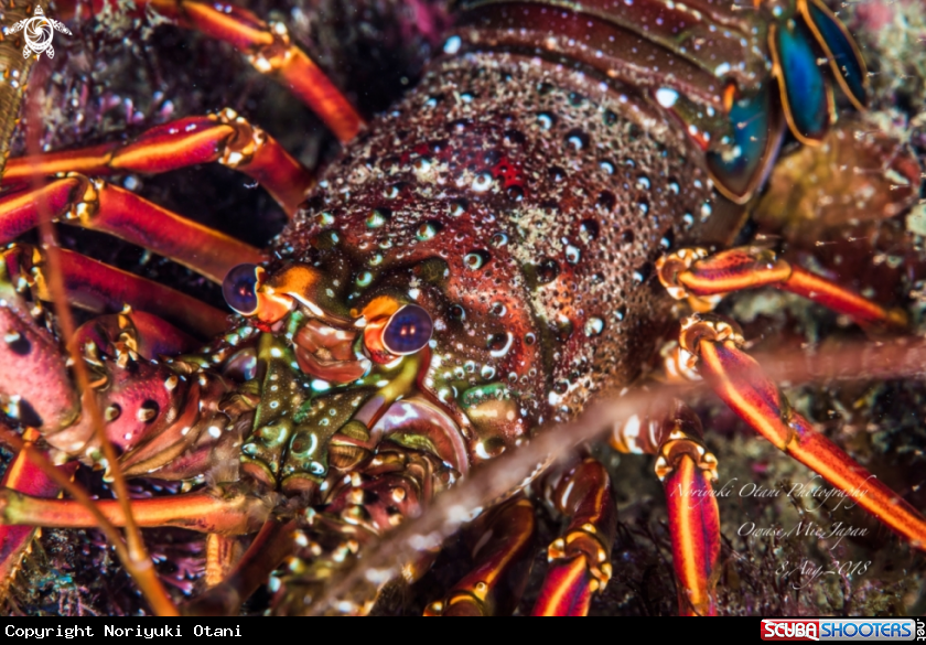 A Japanese Spiny Lobster 