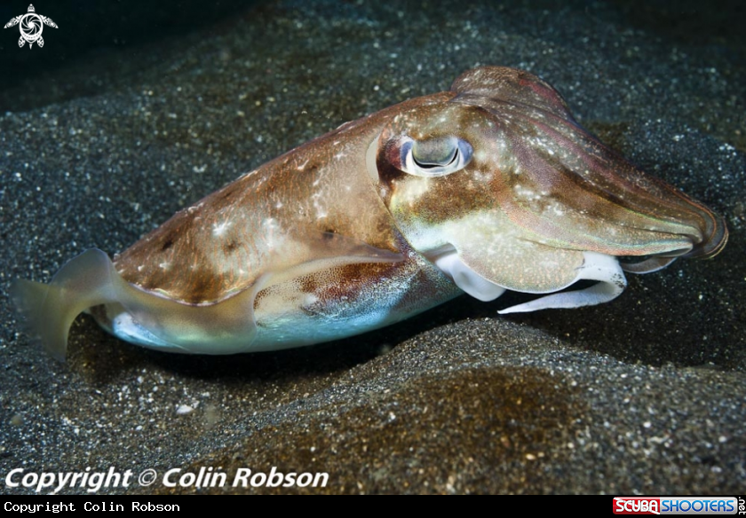A cattel fish