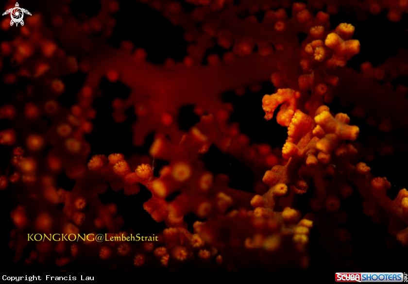 A Denise's Pygme Seahorse