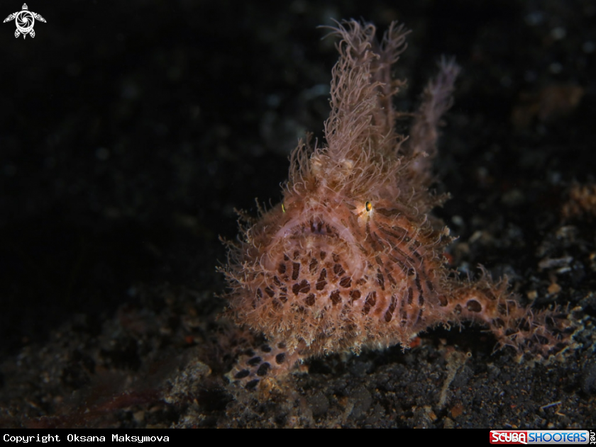 A Hairy frogfish  (Antennarius striatus) 