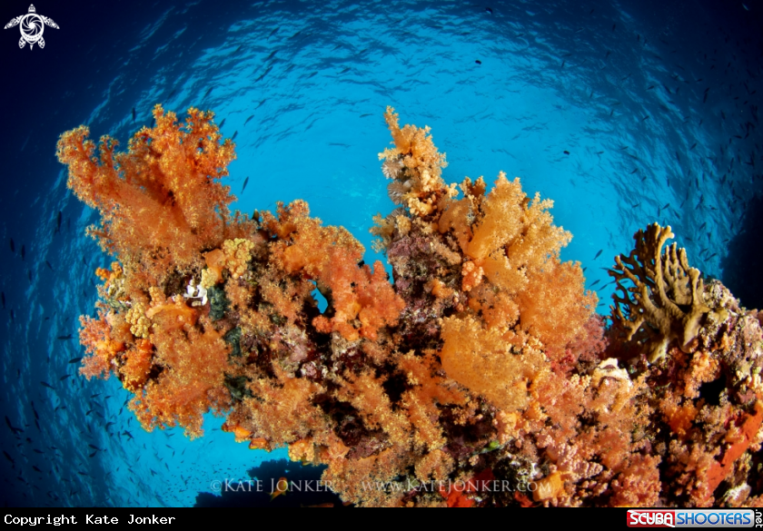 A Soft corals
