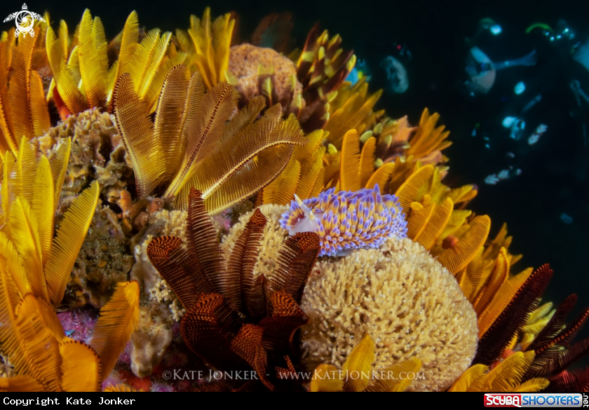 A Gasflame Nudibranch