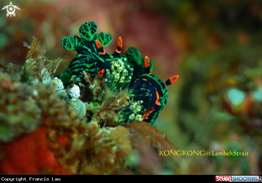 A Nudibranch