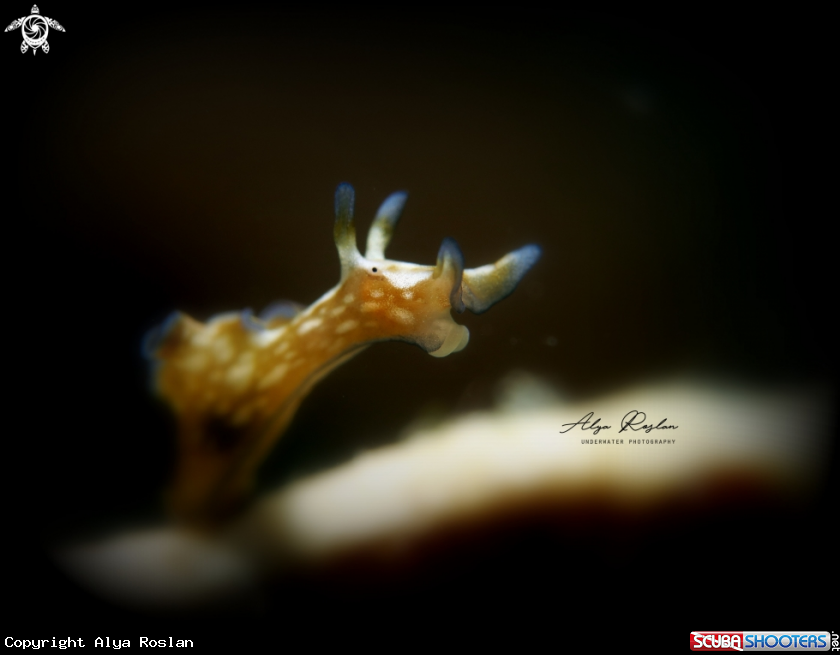 A Sea Hare