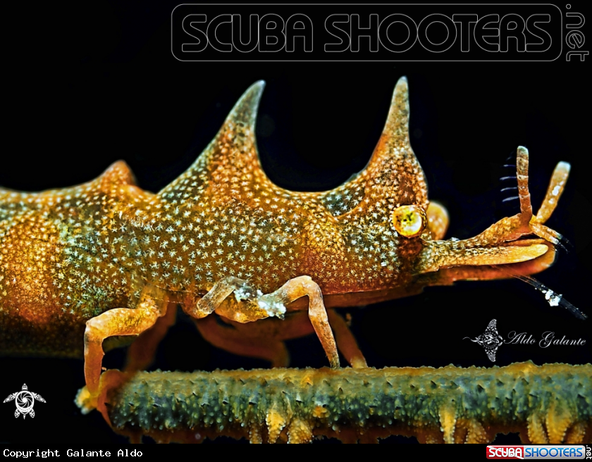 A Dragon Shrimp 