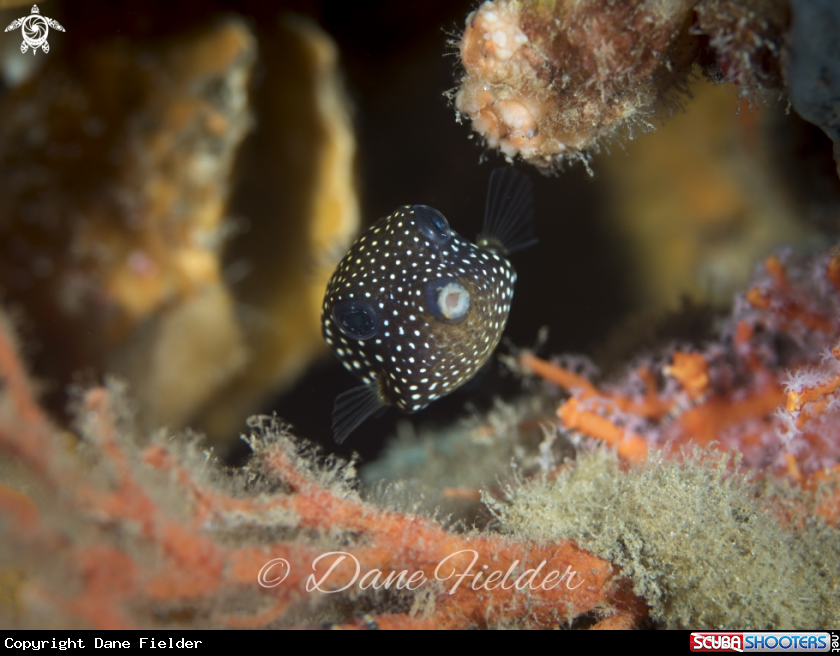 A White spotted boxfish