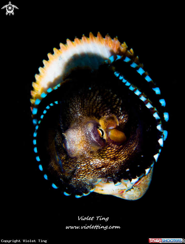 A Coconut Octopus