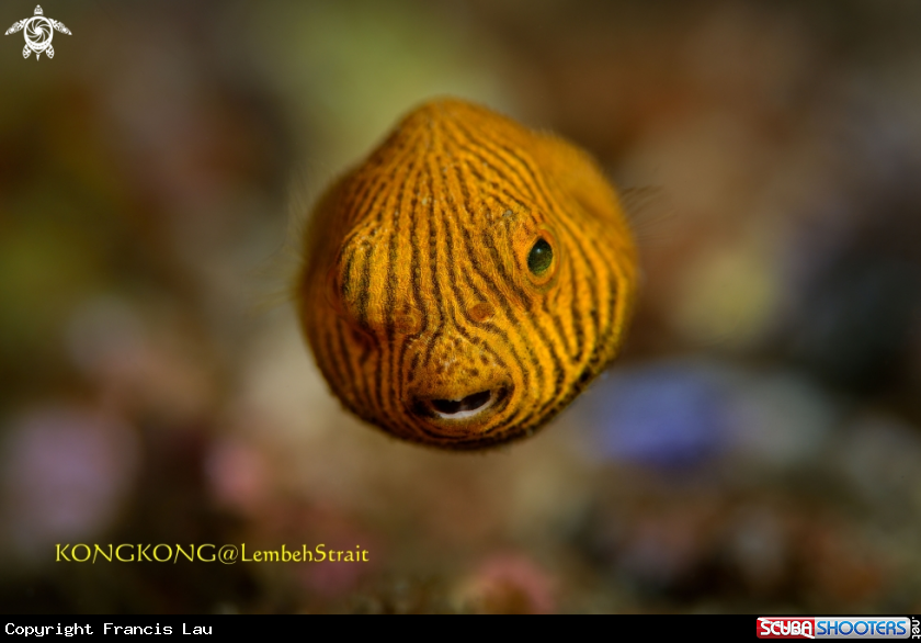 A Star Puffer