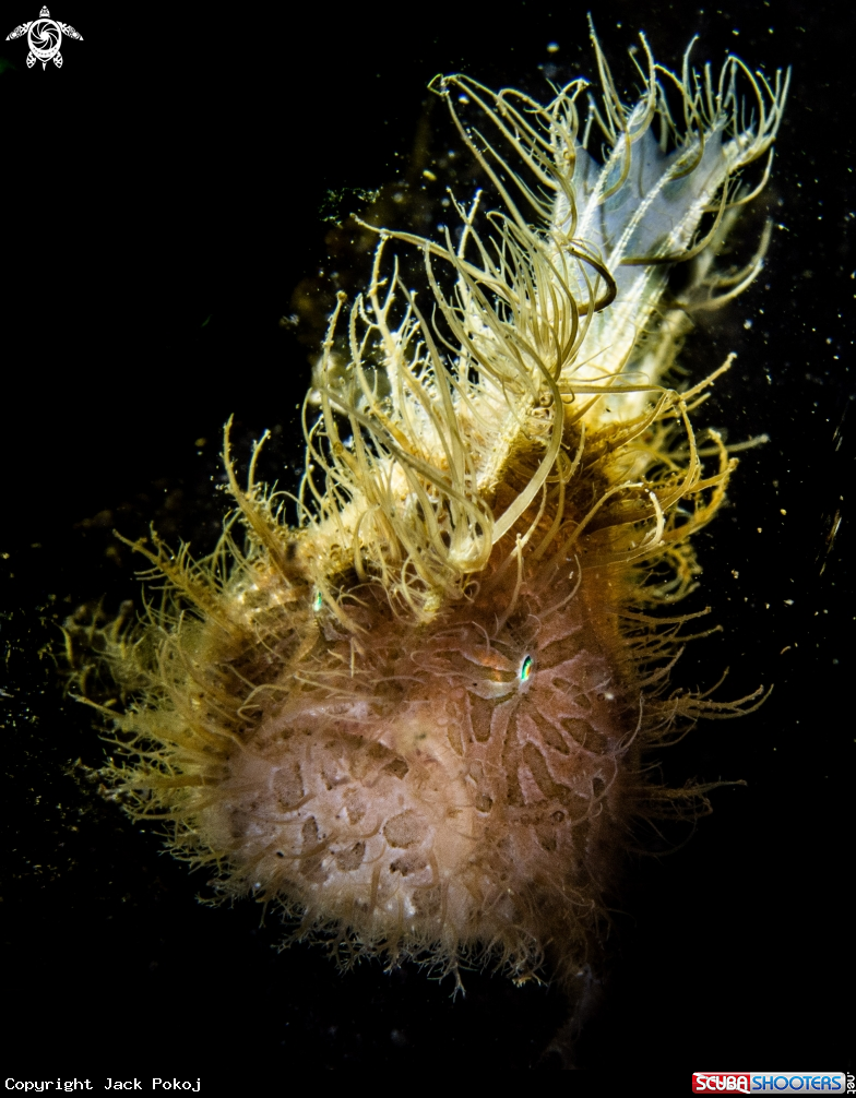 A Hairy frogfish