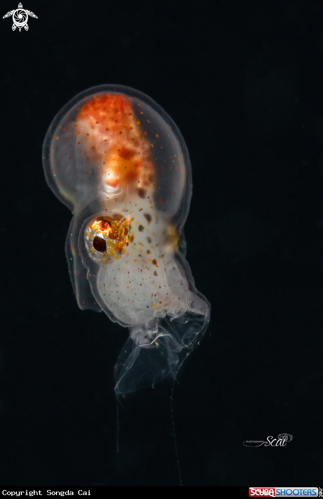 A Paper Nautilus 