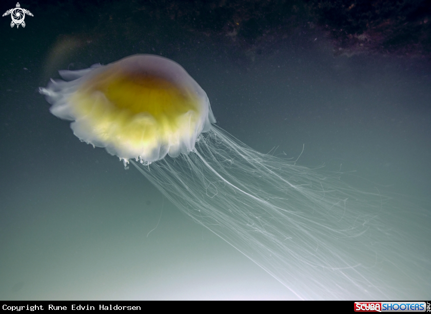 A Lions mane jelly