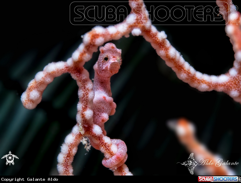 A Denise's Pygmy Seahorse