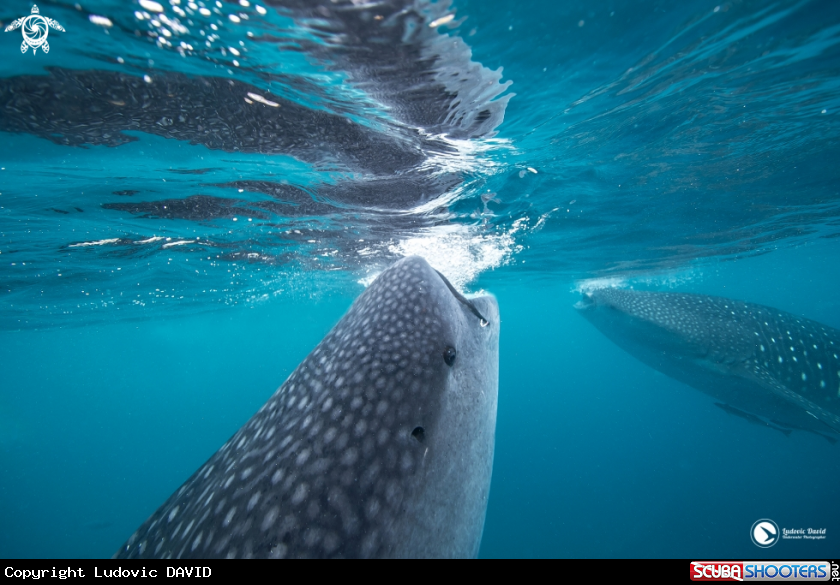 A Whale Shark