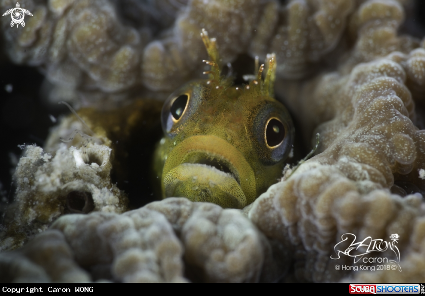 A Blenny Fish
