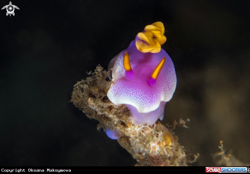 A Nudibranch Hypselodoris apolegma