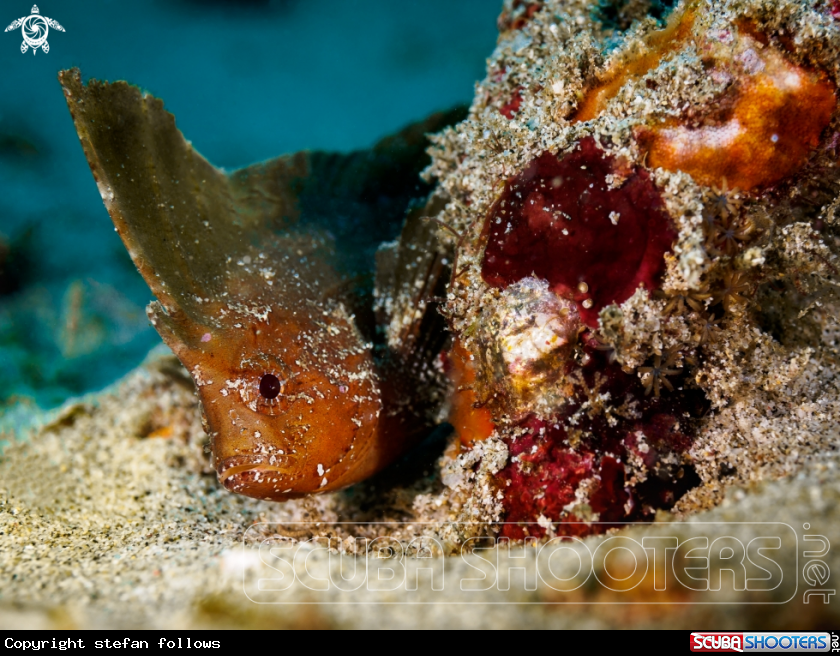 A Spiny Waspfish