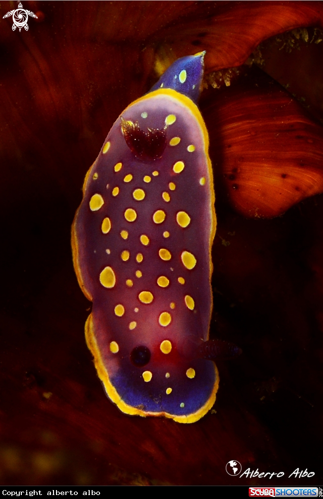 A Nudibranqueo