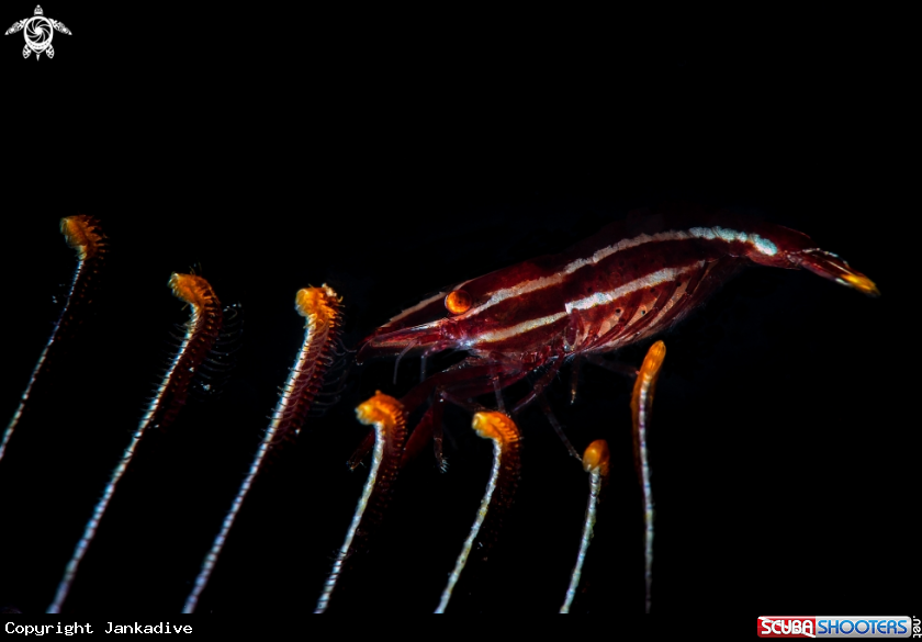 A Crinoid shrimp