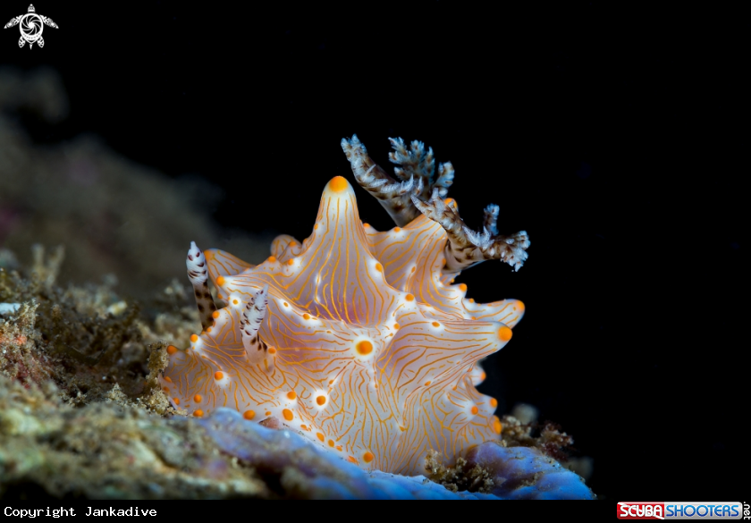 A Nudibranch