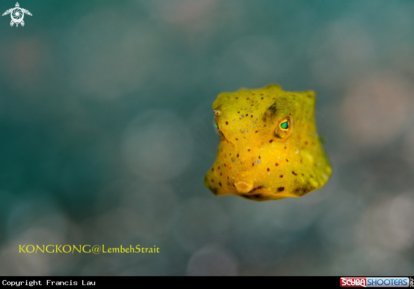 A Yellow Boxfish