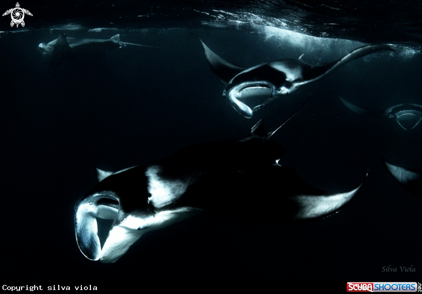 A Reef Manta Ray