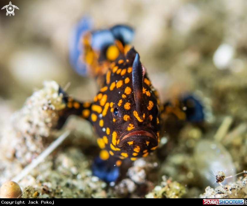 A Warty frogfish