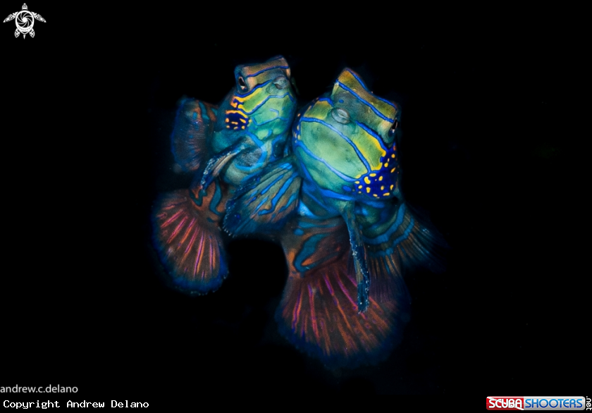 A Mandarinfish