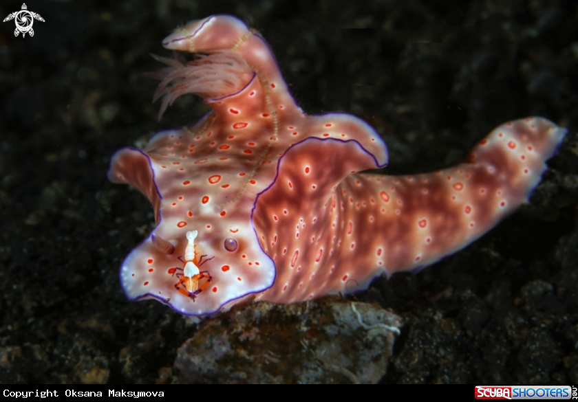 A Ceratosoma trilobatum nudibranch and Emperor shrimp (Periclimenes imperator) 