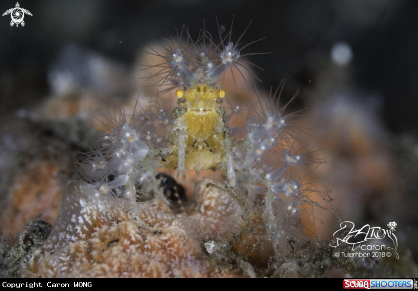 A Decorator Crab
