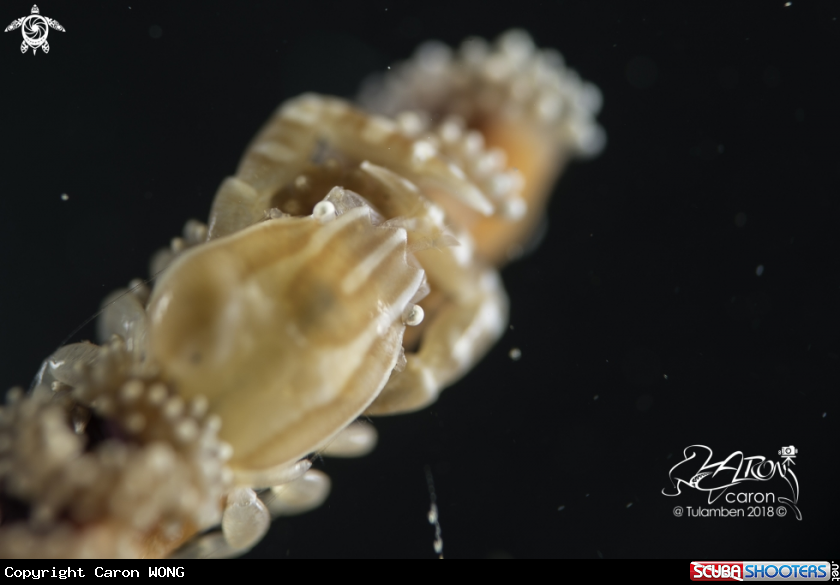 A Porcelain Crab